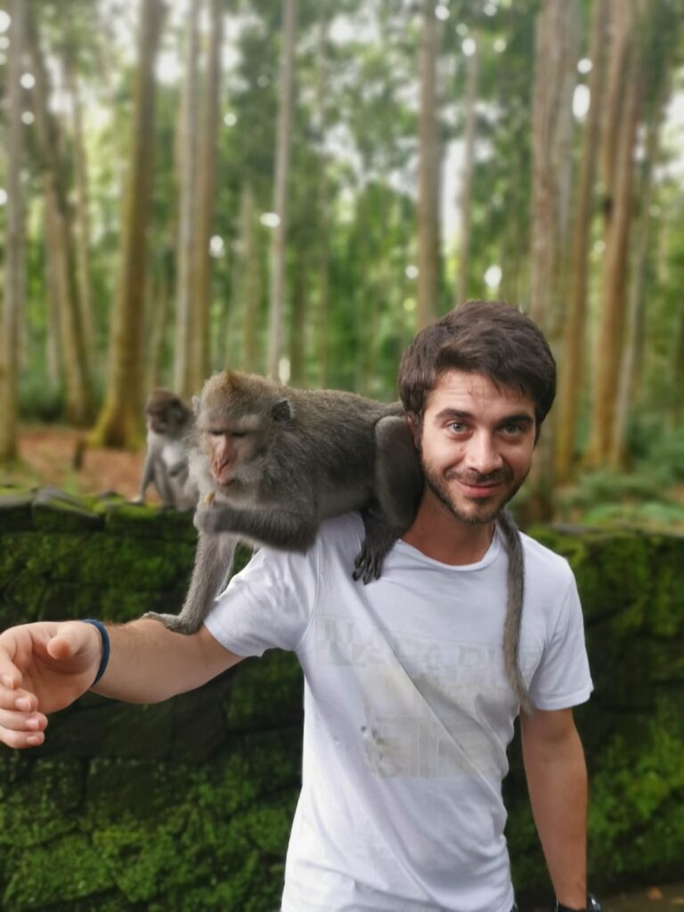 monkey forest bali sangeh